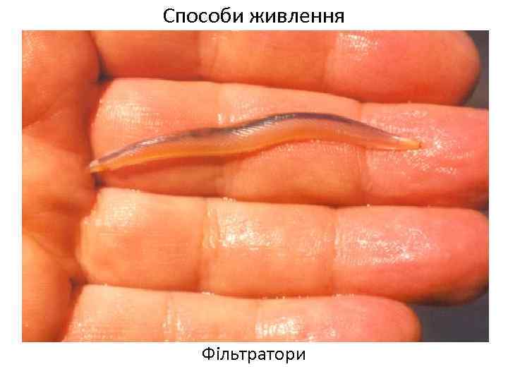 Способи живлення Фільтратори 