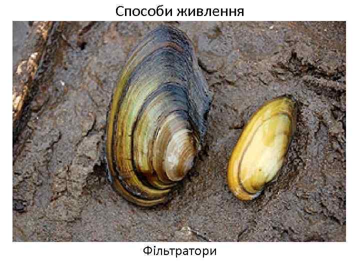 Способи живлення Фільтратори 