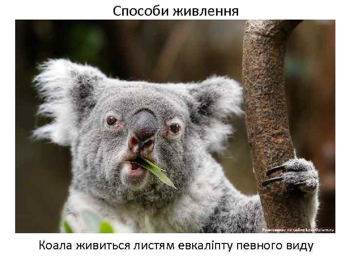 Способи живлення Коала живиться листям евкаліпту певного виду 