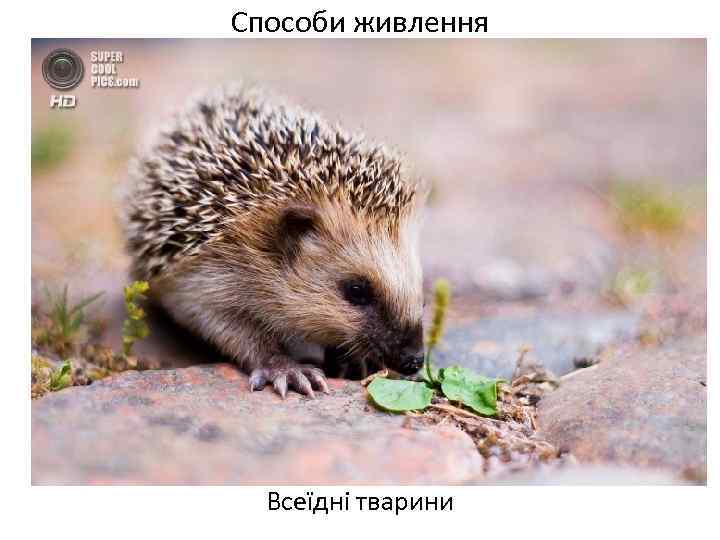 Способи живлення Всеїдні тварини 