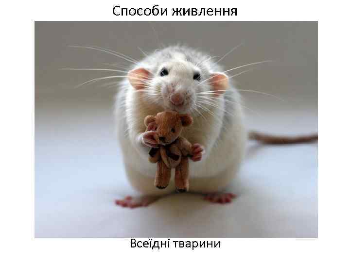 Способи живлення Всеїдні тварини 