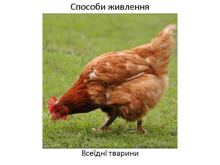 Способи живлення Всеїдні тварини 