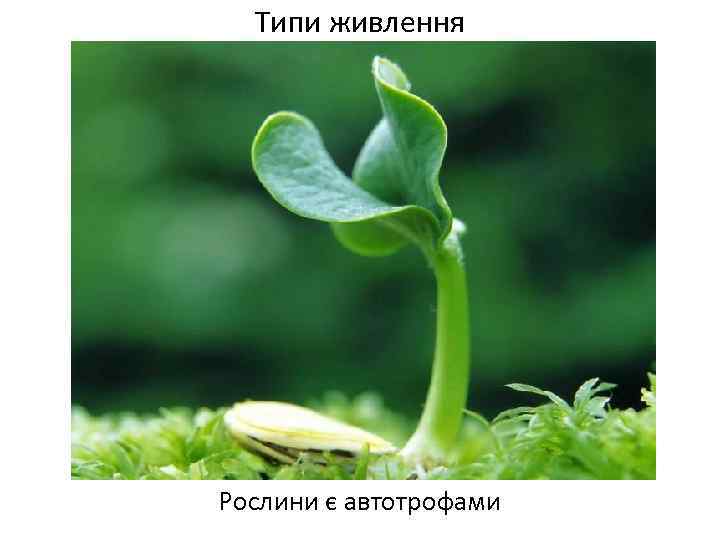Типи живлення Рослини є автотрофами 