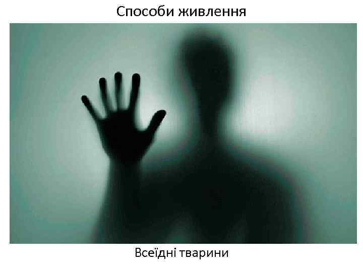 Способи живлення Всеїдні тварини 