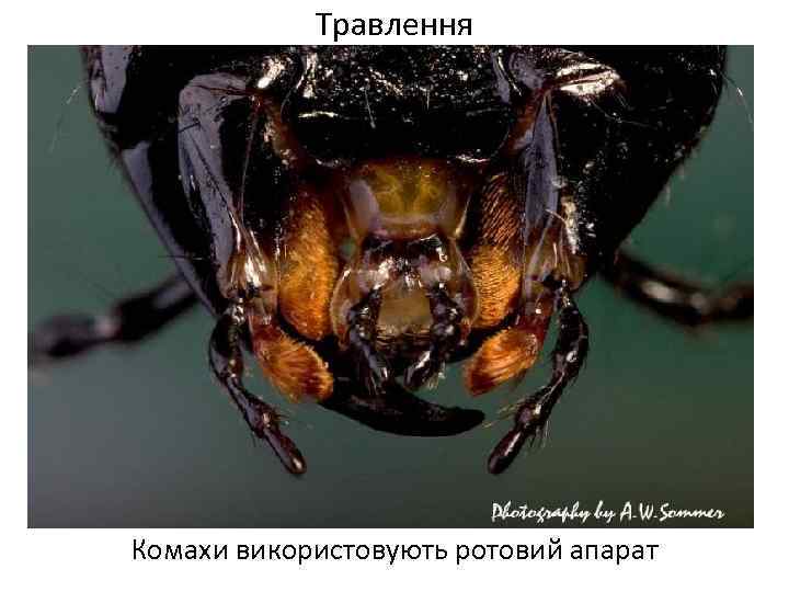 Травлення Комахи використовують ротовий апарат 