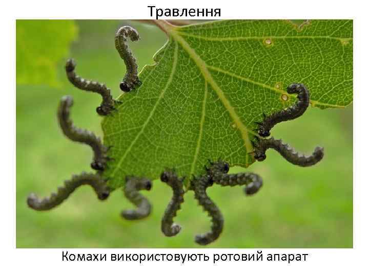 Травлення Комахи використовують ротовий апарат 