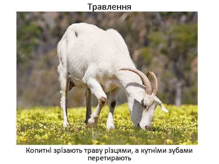 Травлення Копитні зрізають траву різцями, а кутніми зубами перетирають 