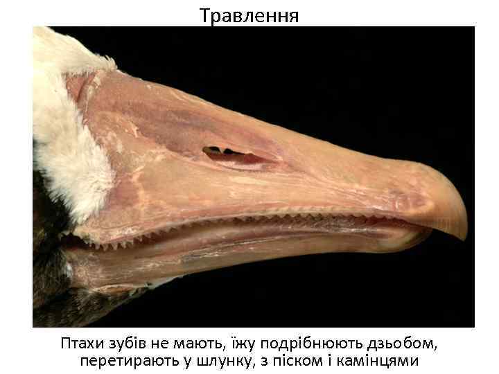 Травлення Птахи зубів не мають, їжу подрібнюють дзьобом, перетирають у шлунку, з піском і