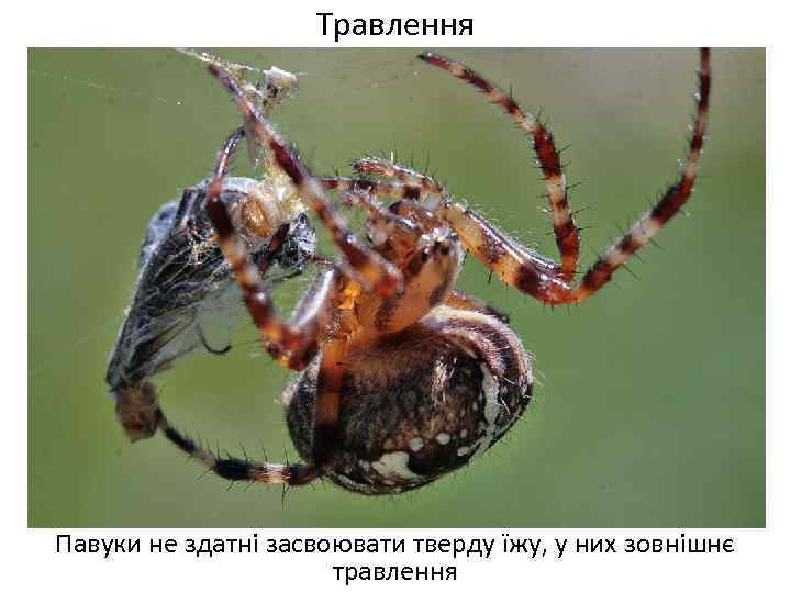 Травлення Павуки не здатні засвоювати тверду їжу, у них зовнішнє травлення 