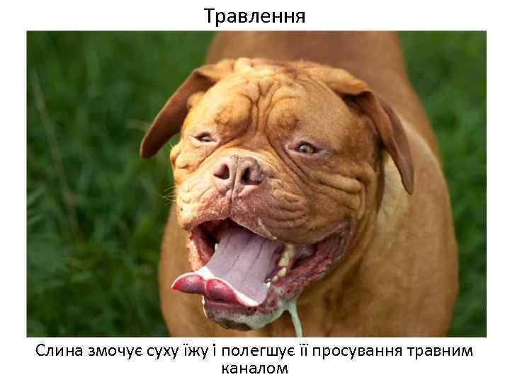 Травлення Слина змочує суху їжу і полегшує її просування травним каналом 