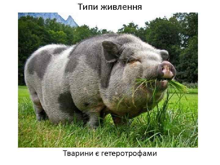 Типи живлення Тварини є гетеротрофами 