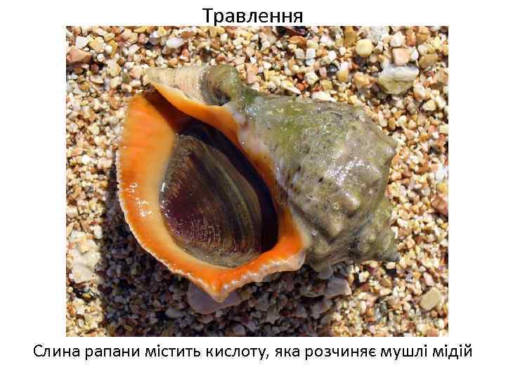 Травлення Слина рапани містить кислоту, яка розчиняє мушлі мідій 
