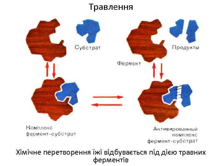 Травлення Хімічне перетворення їжі відбувається під дією травних ферментів 