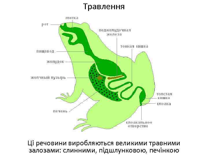 Травлення Ці речовини виробляються великими травними залозами: слинними, підшлунковою, печінкою 