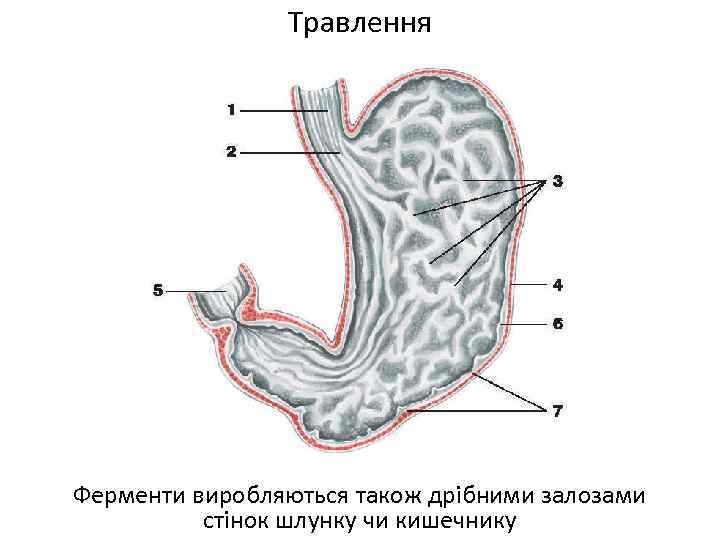 Травлення Ферменти виробляються також дрібними залозами стінок шлунку чи кишечнику 
