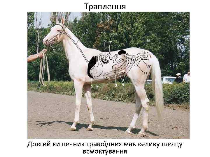 Травлення Довгий кишечник травоїдних має велику площу всмоктування 