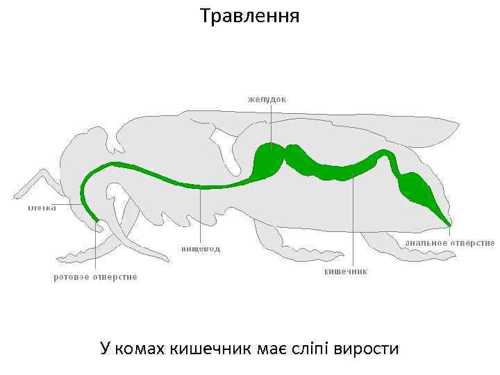 Травлення У комах кишечник має сліпі вирости 