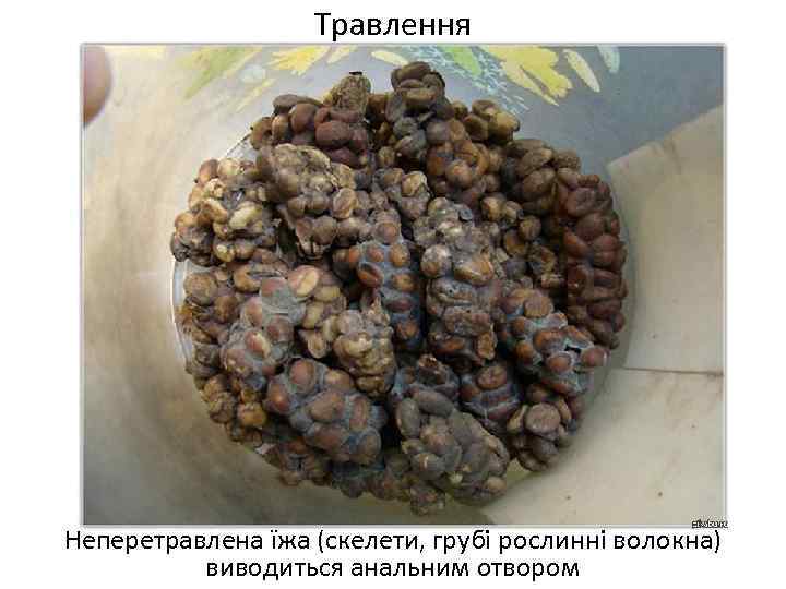 Травлення Неперетравлена їжа (скелети, грубі рослинні волокна) виводиться анальним отвором 