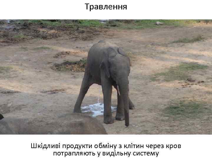 Травлення Шкідливі продукти обміну з клітин через кров потрапляють у видільну систему 