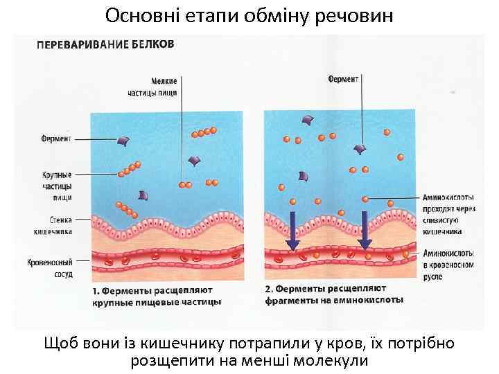 Основні етапи обміну речовин Щоб вони із кишечнику потрапили у кров, їх потрібно розщепити