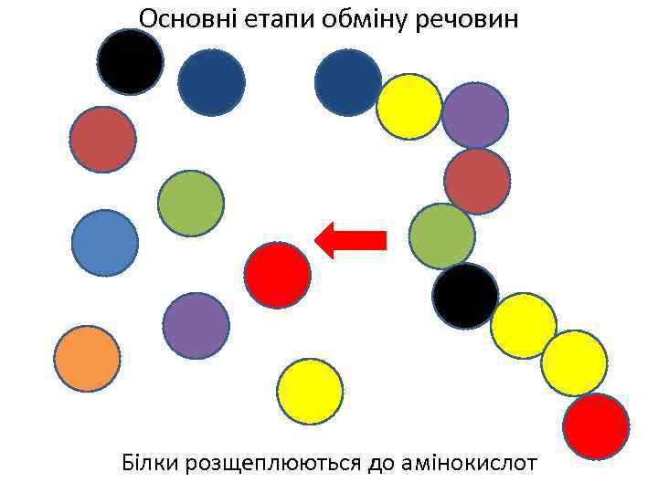 Основні етапи обміну речовин Білки розщеплюються до амінокислот 