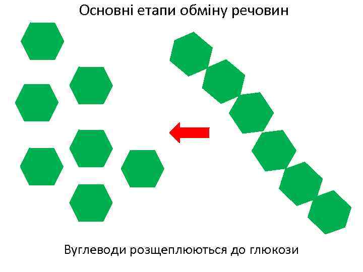 Основні етапи обміну речовин Вуглеводи розщеплюються до глюкози 