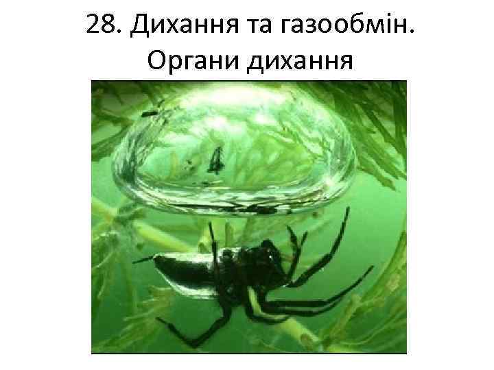 28. Дихання та газообмін. Органи дихання 