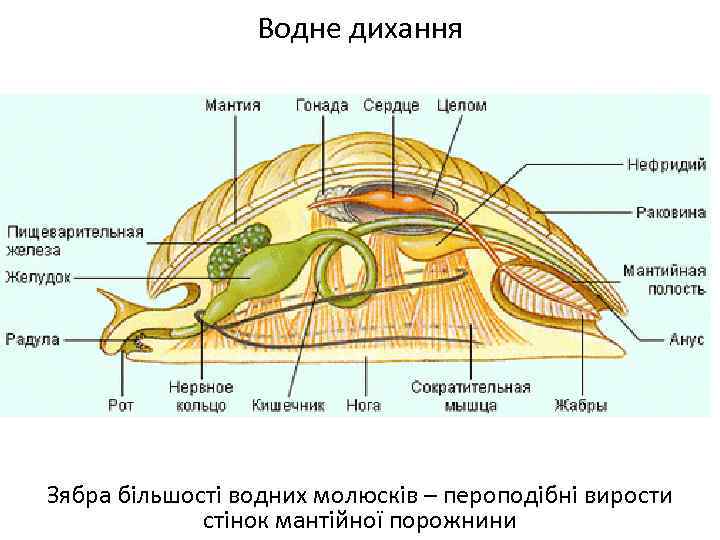 Водне дихання Зябра більшості водних молюсків – пероподібні вирости стінок мантійної порожнини 