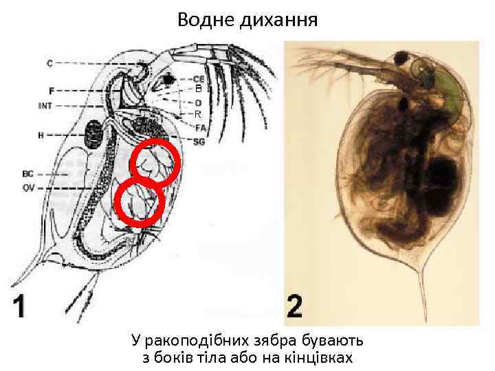 Водне дихання У ракоподібних зябра бувають з боків тіла або на кінцівках 