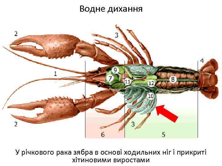 Водне дихання У річкового рака зябра в основі ходильних ніг і прикриті хітиновими виростами