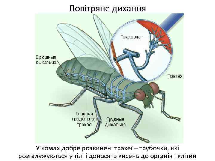 Повітряне дихання У комах добре розвинені трахеї – трубочки, які розгалужуються у тілі і