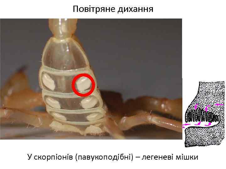 Повітряне дихання У скорпіонів (павукоподібні) – легеневі мішки 