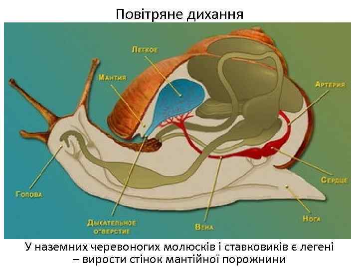 Повітряне дихання У наземних черевоногих молюсків і ставковиків є легені – вирости стінок мантійної