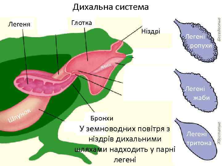 Дихальна система Легеня Глотка Ніздрі к Язи † Легені ропухи х Легені жаби Ш