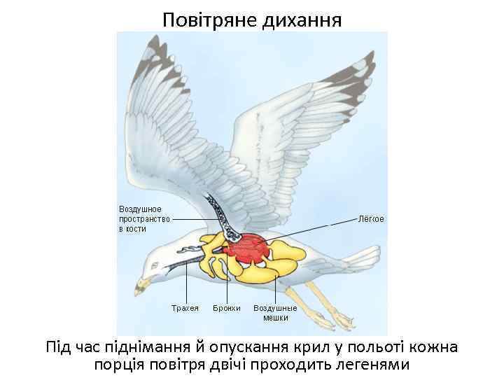 Повітряне дихання Під час піднімання й опускання крил у польоті кожна порція повітря двічі