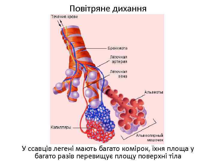 Повітряне дихання У ссавців легені мають багато комірок, їхня площа у багато разів перевищує