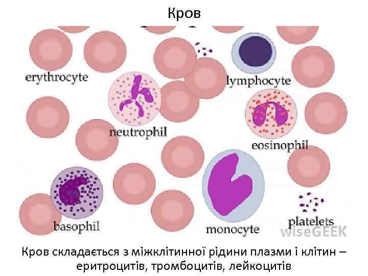 Кров складається з міжклітинної рідини плазми і клітин – еритроцитів, тромбоцитів, лейкоцитів 