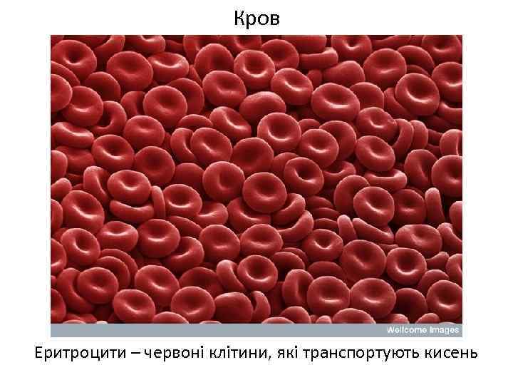 Кров Еритроцити – червоні клітини, які транспортують кисень 