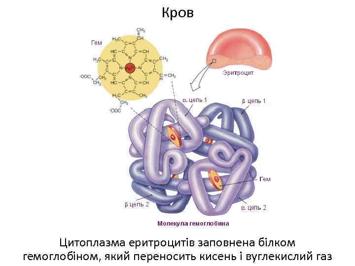 Кров Цитоплазма еритроцитів заповнена білком гемоглобіном, який переносить кисень і вуглекислий газ 