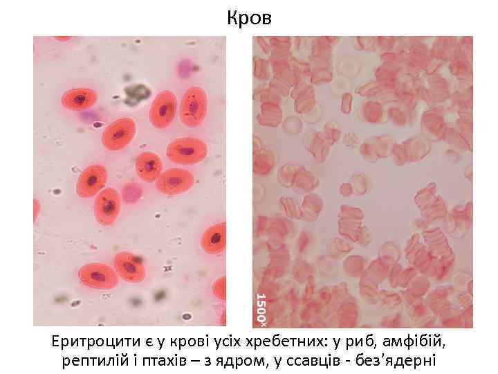 Кров Еритроцити є у крові усіх хребетних: у риб, амфібій, рептилій і птахів –