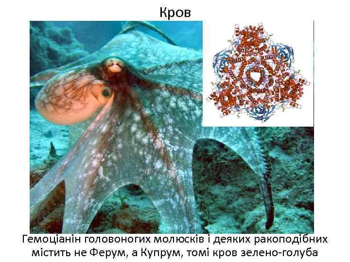 Кров Гемоціанін головоногих молюсків і деяких ракоподібних містить не Ферум, а Купрум, томі кров