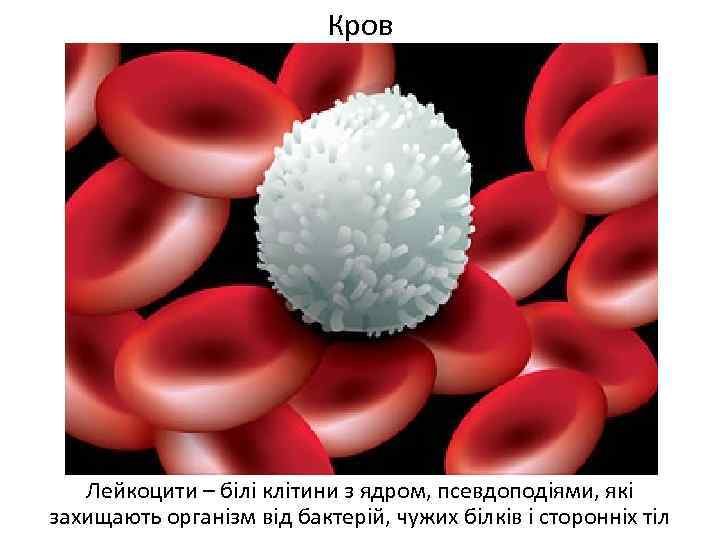Кров Лейкоцити – білі клітини з ядром, псевдоподіями, які захищають організм від бактерій, чужих