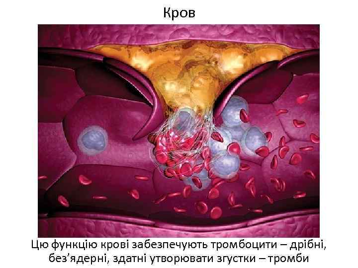 Кров Цю функцію крові забезпечують тромбоцити – дрібні, без’ядерні, здатні утворювати згустки – тромби