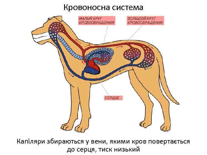 Кровоносна система Капіляри збираються у вени, якими кров повертається до серця, тиск низький 