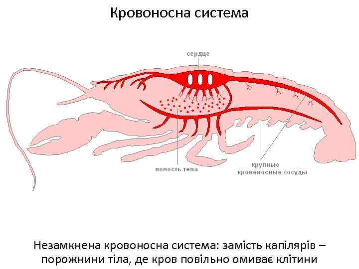 Кровоносна система Незамкнена кровоносна система: замість капілярів – порожнини тіла, де кров повільно омиває