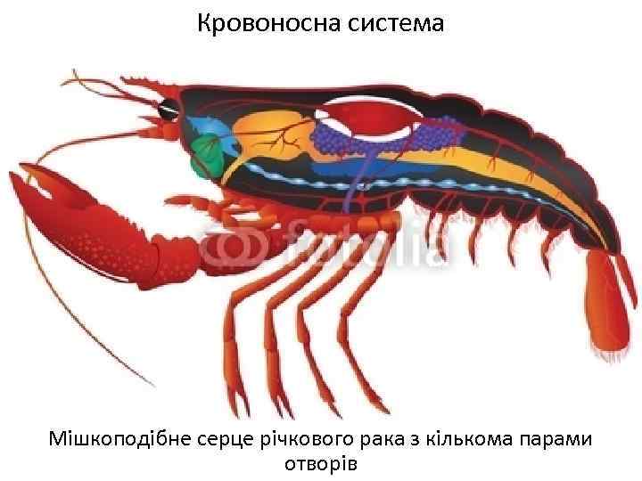 Кровоносна система Мішкоподібне серце річкового рака з кількома парами отворів 