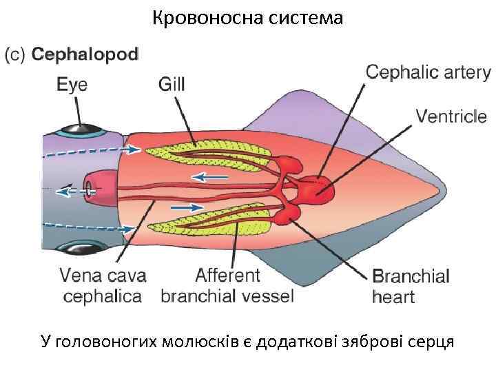 Кровоносна система У головоногих молюсків є додаткові зяброві серця 