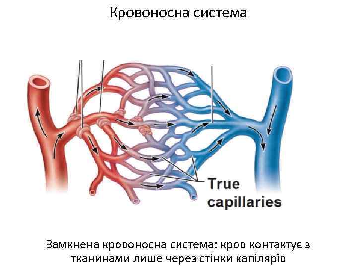 Кровоносна система Замкнена кровоносна система: кров контактує з тканинами лише через стінки капілярів 
