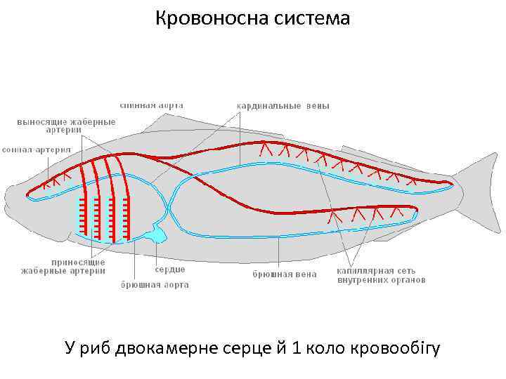 Кровоносна система У риб двокамерне серце й 1 коло кровообігу 