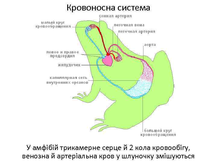 Кровоносна система У амфібій трикамерне серце й 2 кола кровообігу, венозна й артеріальна кров